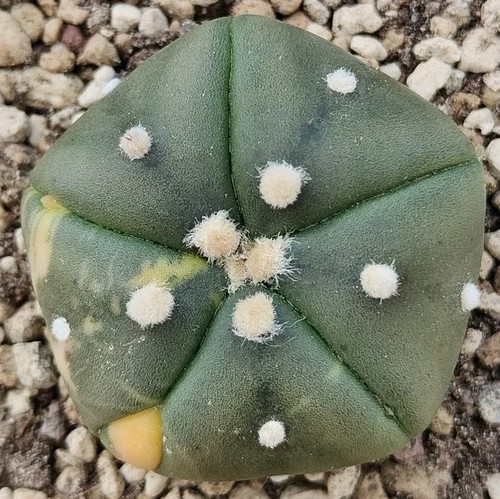 Astrophytum asterias nishiki - astrophytum,