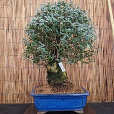 Bonsai olivastro 52cm - bonsai,