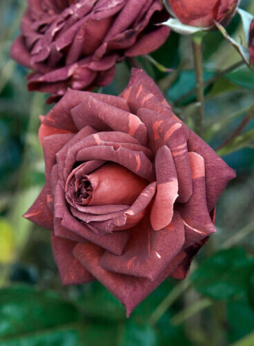Semi rosa salmonored - 70,