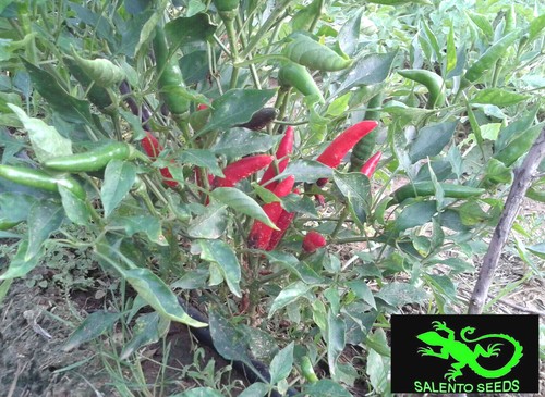 Semi peperoncino malagueta - peperoncino,