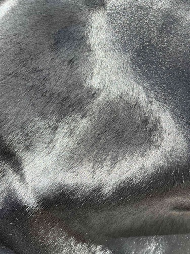 Pelle cavallino colore nero