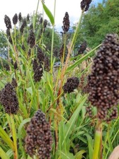Miglio da zucchero nero ungherese - sorgo bicolore 25 + semi Sh 033