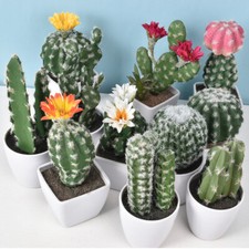 Pianta Succulenta di Cactus