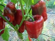 🔥 Peperoncino Ancho Poblano