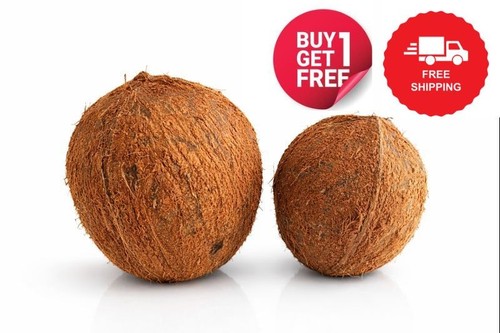 Guscio cocco intero - guscio, di