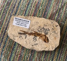 Pesce Fossile Dastilbe Elogantus Periodo Cretacico