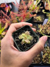 pinguicula weser (1+ in)