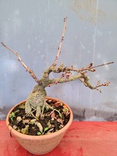 wisteria (glicine) bonsai 12