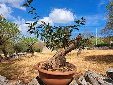 Bonsai prebonsai olivo - bonsai,