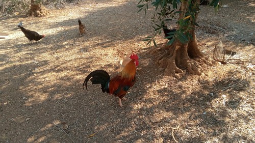 Galline galli diverse - galline,