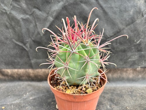 Ferocactus californicus - ferocactus,