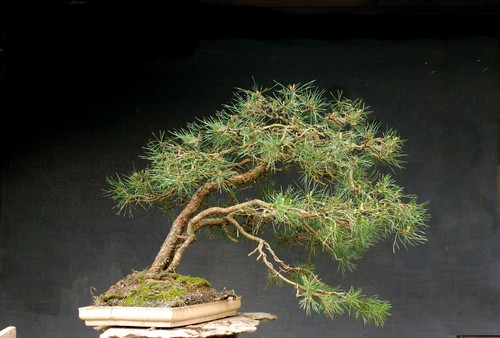 Bonsai pino resistente - bonsai,