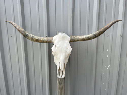 Teschio manzo longhorn - manzo,