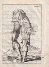 Giulio Casserio Fialetti muscoli delle gambe glutei antica acquaforte del 1694