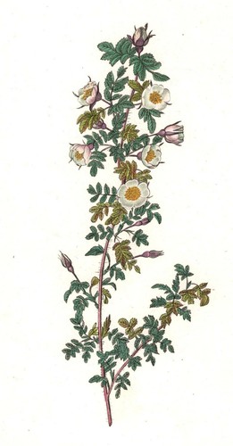 Rosa redouté - redoutÉ,