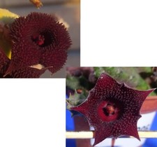 2 Steli NON radicati: 1