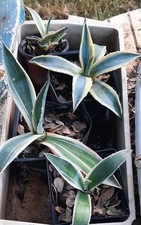 Americana variegated agave - americana,