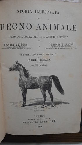 Storia illustrata del regno - storia,