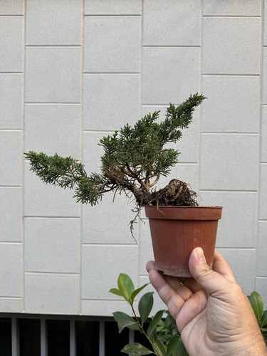 Kishu ginepro bonsai di - ginepro,
