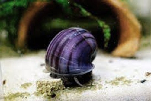 Lumaca lumache per acquario - lumaca,