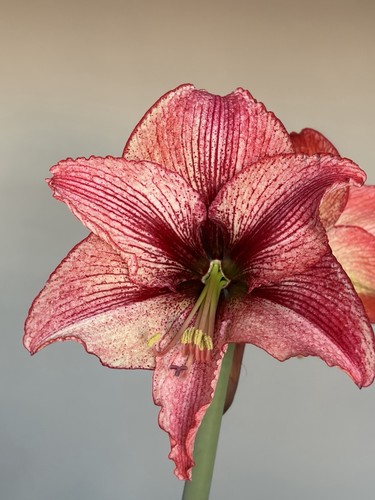 Hippeastrum maestro - hippeastrum,