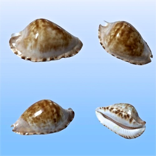 Cypraea zoila marginata f - zoila,