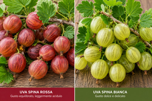 Pianta uva spina bianca - pianta,