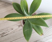 Agave attenuata - pianta in