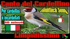 Canto del cardellino campione - cardellino,
