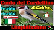 CANTO DEL CARDELLINO CAMPIONE ITALIANO PER CARDELLINI IBRIDI CD USB MICRO SD