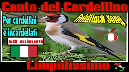 Canto del cardellino - cardellino, campione