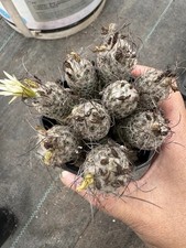 1pcs Turbinicarpus dickisoniae