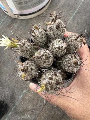 Turbinicarpus dickisoniae