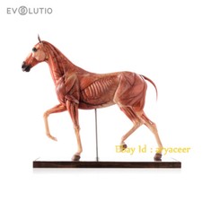 Very Museum & Evolutio cavallo
