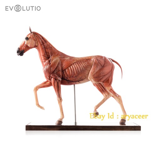 Very museum evolutio - museum, &