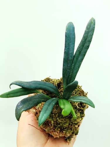 Microsorum thailandicum - microsorum,
