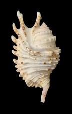 Conchiglia Shell LAMBIS