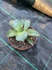 Agave Titanota Fo 076
