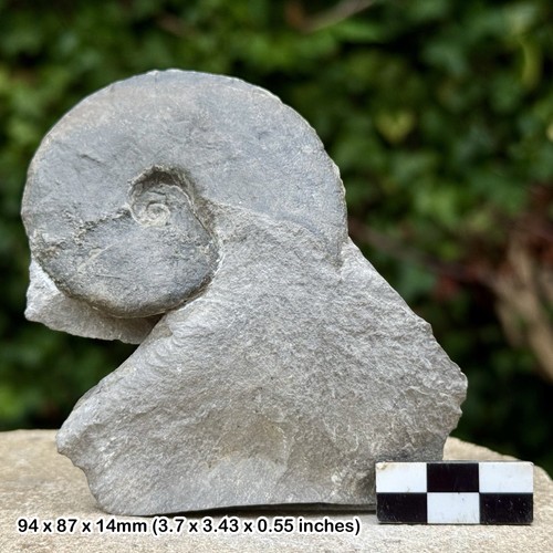 Rare barremites difficilis - rare,