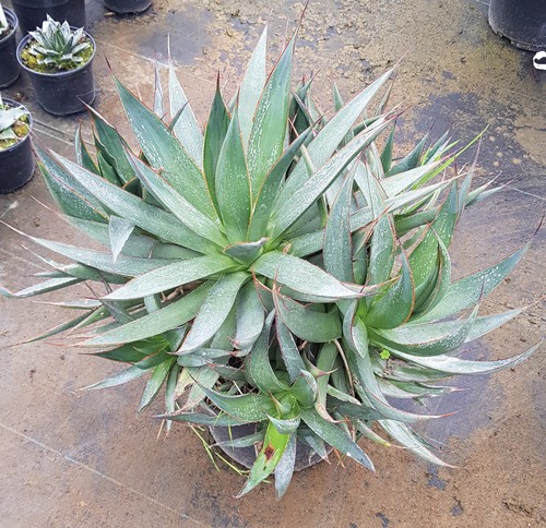 Agave attenuata blue - attenuata, glow'