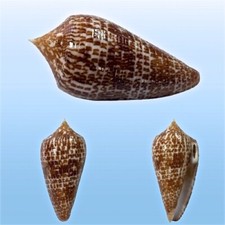 Conidae, Conus armadillo, Balut Isl., Philippines, 68 mm, DARK, TOP SPECIMEN