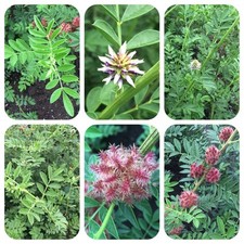 Vera liquirizia Glycyrrhiza