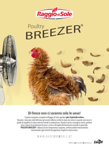 Mangime ovaiole poultry - mangime,