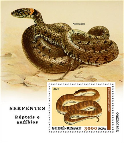 Rettili amibiani serpenti - rettili, amibiani,