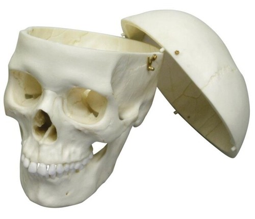 Cranio adulto femminile - cranio,