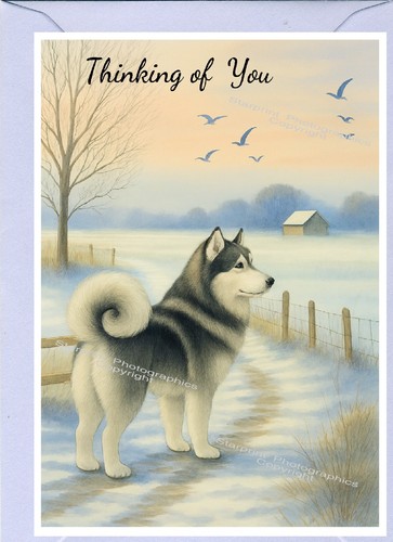 Alaskan malamute dog - alaskan,