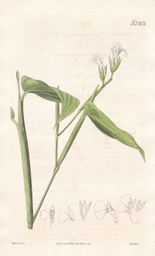 Maranta arundinacea arrowroot - maranta,