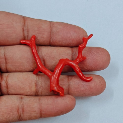 Corallo rosso italiano