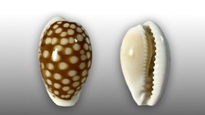 Cypraea comma comma, Cabaceira Pequena, Mozambique, 20,7 mm, SELECTED QUALITY
