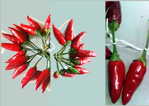 Semi peperoncino - 25,